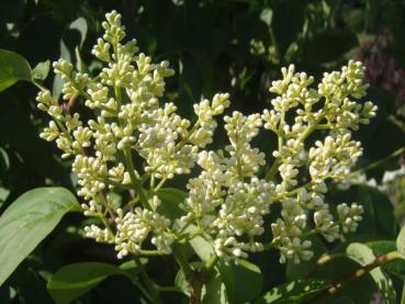 Syringa reticulata Ivory Silk: Blütenknospen