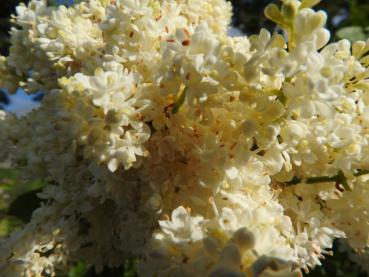 Die cremeweißen Blüten des Flieders Ivory Silk