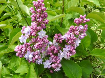Duftende Blüten des Syringa vulgaris Hybride Michel Buchner