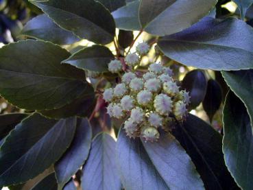 Trochodendron aralioides mit jungen Früchten