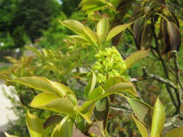 Gelbgrüne Blüte des Radbaums im Frühjahr