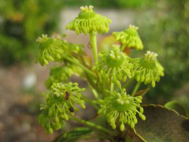 Trocho-Baum: Nahaufnahme der auffälligen Blüte