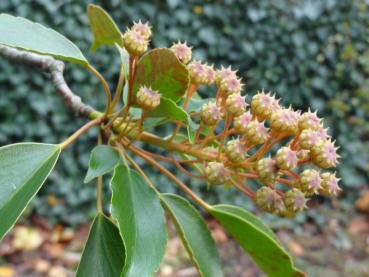 Früchte vom Trochodendron aralioides