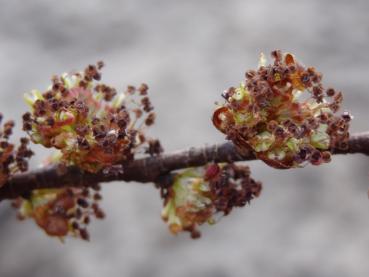 Ulmus carpinifolia