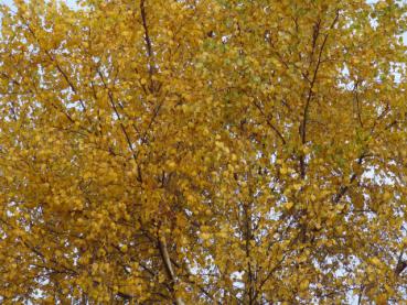 Betula pendula im gelben Herbstkleid