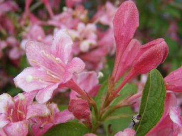 Weigela Styriaca - rosarote Knospen und rosa Blüte