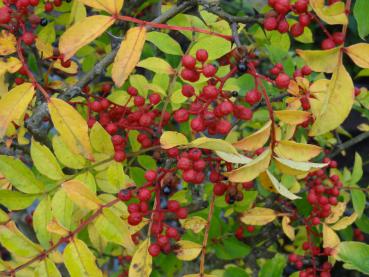 Herbstfärbung und Früchte bei Zanthoxylum simulans (aufgenommen Ende Oktober)