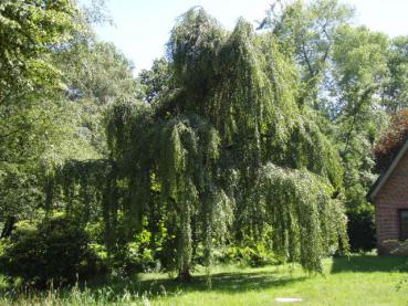 Betula pendula Youngii - Tårbjörk