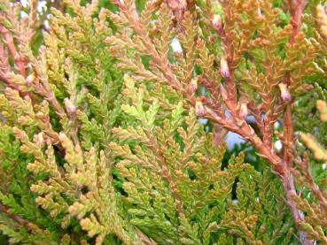 Winterfärbung bei Biota orientalis Aurea