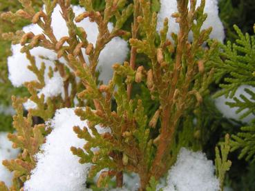 Schönes Winterlaub bei frostigen Temperaturen