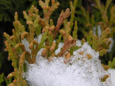 Die Nadel färbt sich bei tiefen Temperaturen kupferfarben