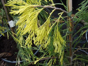 Calocedrus decurrens Aureovariegata