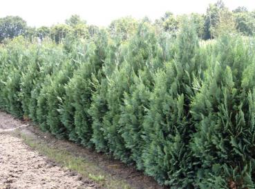 Chamaecyparis lawsoniana Columnaris