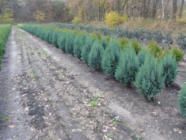 Chamaecyparis lawsoniana Columnaris