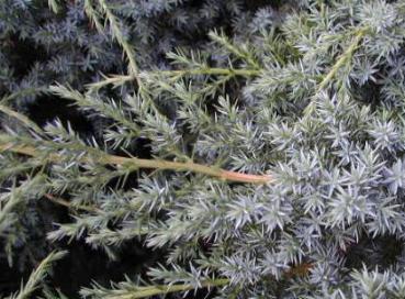 Wacholder Blue Alps - Juniperus chinensis Blue Alps