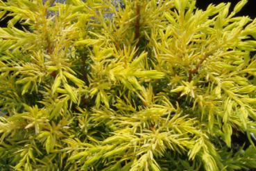 Gold-Wacholder - Juniperus communis Gold Cone