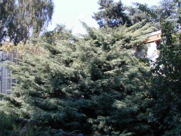 Wacholder Hetzii - Juniperus media Hetzii
