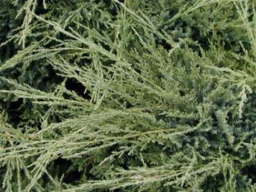 Juniperus media Pfitzeriana