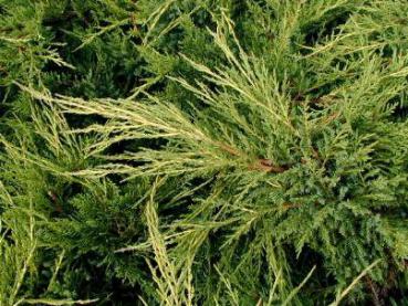 Gelber Pfitzer-Wacholder - Juniperus media Pfitzeriana Aurea