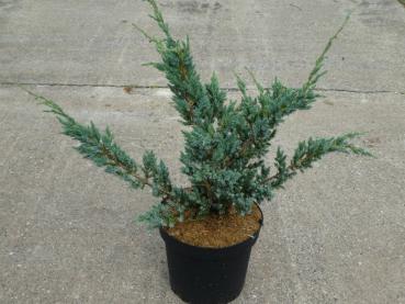 Juniperus squamata Meyeri