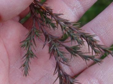 Juniperus virginiana, Triebfarbe im Winter