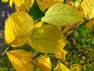 Schöne gelbe Herbstfärbung bei Ostrya virginiana