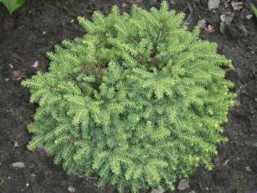 Picea abies Nidiformis in der Gartengestaltung