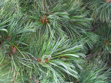 Schöne Benadelung bei Pinus cembra
