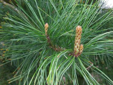 Pinus cembra mit Knospen im Frühling