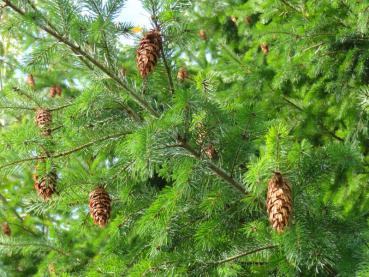 Pseudotsuga menziesii var. caesia mit Zapfen im Herbst