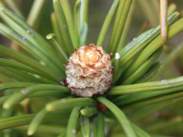 Blüte der Schirmtanne, Sciadopitys verticillata