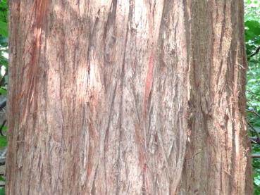Die netzartige, dicke, zimtfarbene Borke des Sequoia sempervirens