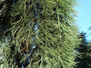 Sequoiadendron giganteum Pendulum: Hängende Triebe