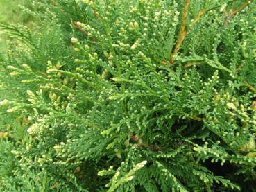 Thuja plicata Albospica - frischgrüne Nadeln