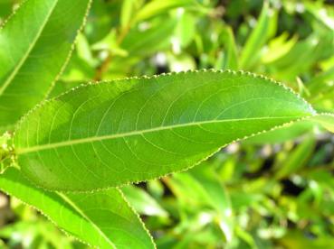 Salix meyeriana