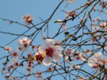 Die Mandel blüht im frühen Frühjahr.