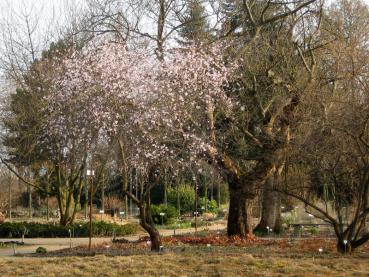 Rosablühende Mandel in voller Blüte