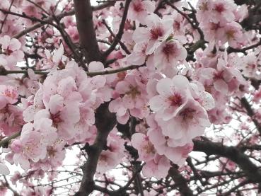 Mandelblüte an der Weinstraße im März