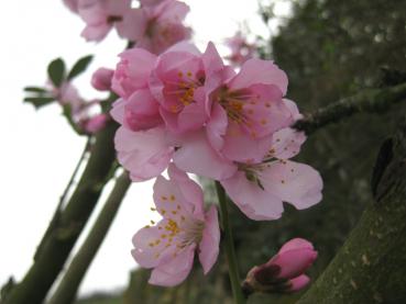 Rosa Blüten der Mandel