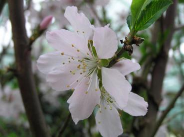 Die Mandel blüht weiß bis rosa.