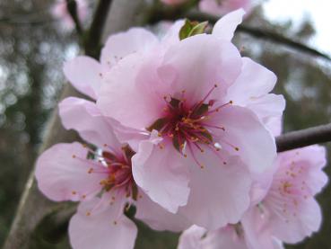 Mandel: Rosa Blüte in Nahaufnahme