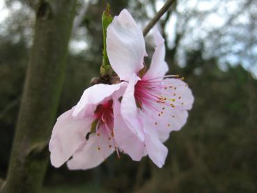 Filigrane Blüte der Mandel