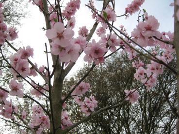 Mandelblüte im Frühjahr