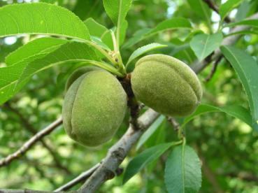 Prunus dulcis - grüne Früchte der Mandel