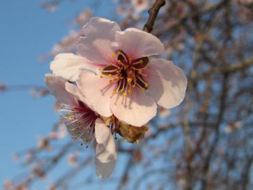 Zartrosa Blüte der Mandel