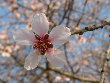 Die Blüte der Mandel ist filigran.