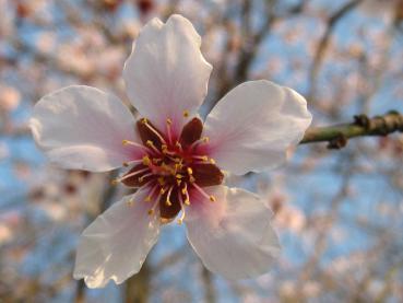 Nahaufnahme der Mandelblüte