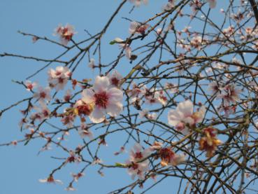 Mandelblüte im März