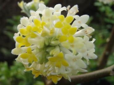 Schöne Blüte bei Edgeworthia chrysantha