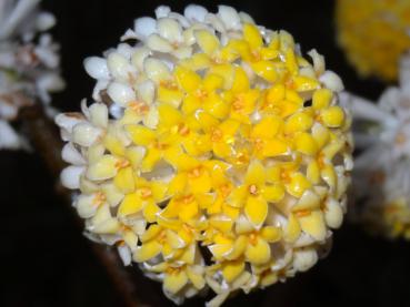 Nahaufnahme der gelben Blüte von Edgeworthia chrysantha